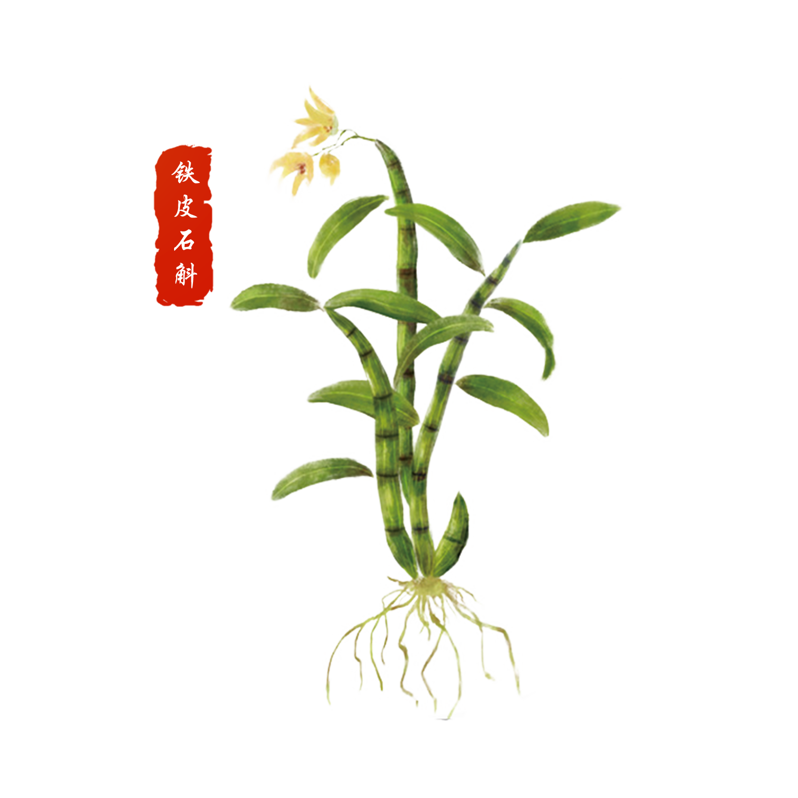 铁皮石斛.png