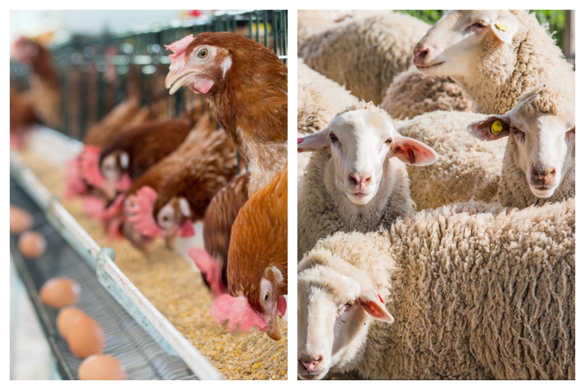 jimeng-2026-01-23-8747-结合图片的水溶展示,做一张上半部分以肉桂为背景的图 ,粉末棕黄色 水溶液可以保持..._副本1.jpg