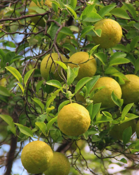 药食同源｜藏在香橼里的养生密码，斯诺特生物解锁天然健康力